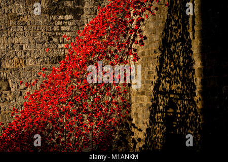 Display of ceramic red remembrance poppies at Caernarfon castle, North Wales Stock Photo