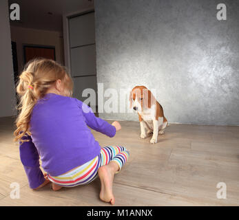 Little girl plays with beagle dog indoors. Children entertainment. Stock Photo