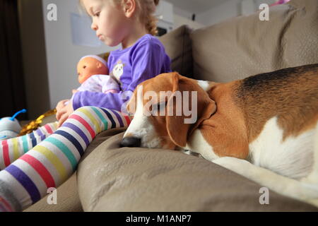 Little girl and her beagle dog rest on sofa. Sleeping dog with frend child. Stock Photo