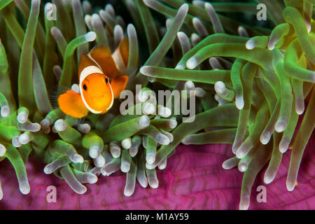 An underwater photo of a juvenile False Clown Anemonefish looking out from the edge of a Magnificent Sea Anemone, in Sumbawa, Indonesia. Stock Photo