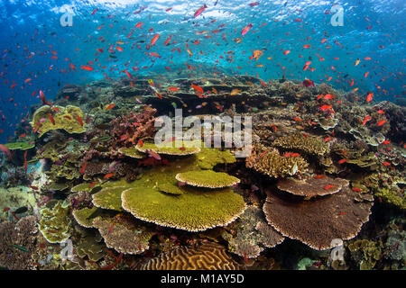 Hard corals on a pristine coral reef with bright orange anthias fish above, at famous dive site 'Batu Bolong' in Komodo National Park, Indonesia Stock Photo