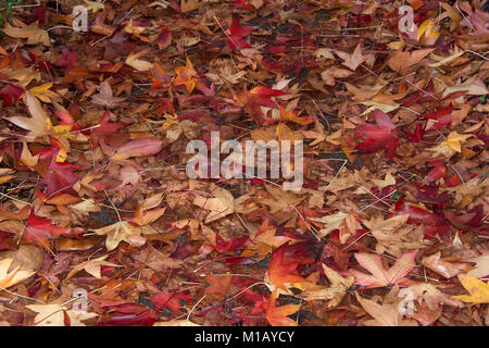 Autumn leaves fallen from trees onto street completely covering, creating background of brown and golden leaves. Stock Photo