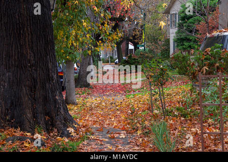 Thousands of autumn leaves fallen from sweet gum trees littering the street and sidewalks in a quiet residential neighborhood. Stock Photo