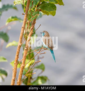 A Blue Waxbill on a riverbank in Namibian savanna Stock Photo