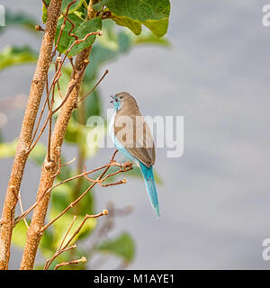 A Blue Waxbill on a riverbank in Namibian savanna Stock Photo