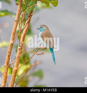 A Blue Waxbill on a riverbank in Namibian savanna Stock Photo