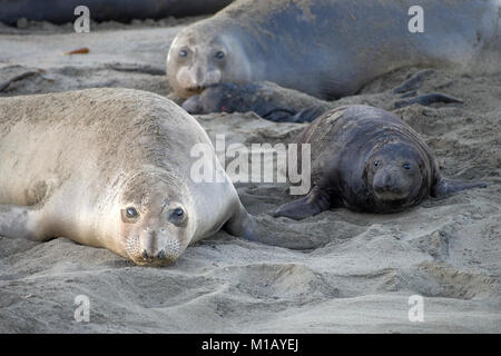 Elephant seal laying on a beach in California, mother and baby laying face to face looking towards viewer. Elephant seals take their name from the lar Stock Photo