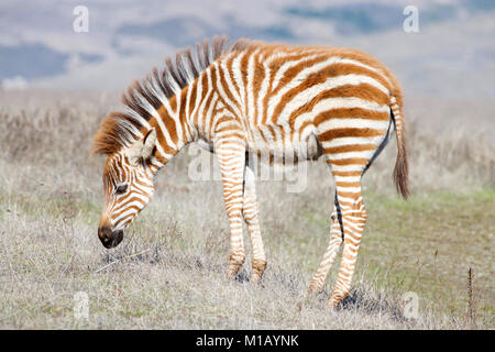 Baby zebra grazing in drought parched field of grass, resting. Zebras are generally social animals that live in small harems to large herds and have n Stock Photo