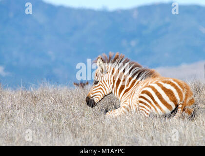 Baby zebra laying in drought parched field of grass, resting. Zebras are generally social animals that live in small harems to large herds and have ne Stock Photo