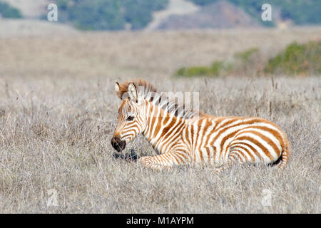 Baby zebra laying in drought parched field of grass, resting. Zebras are generally social animals that live in small harems to large herds and have ne Stock Photo