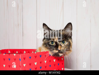 Tortoiseshell kitten laying in a bright pink box with hearts on it looking directly at viewer, peaking over the top of the box. Light wood panel wall  Stock Photo