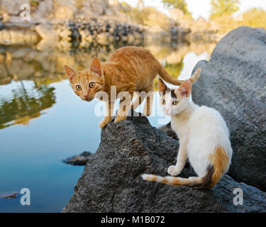 Two cute young cat kittens scout around the terrain together on a rock at a lake with calm water, reflections of a wonderful nature, Lesvos, Greece Stock Photo