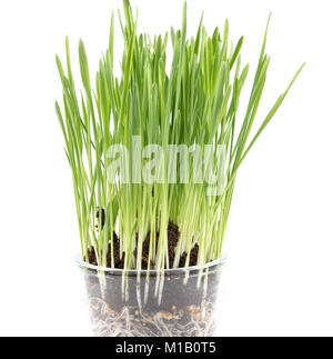 Fresh wheat grass on white  Growing grass isolated Stock Photo