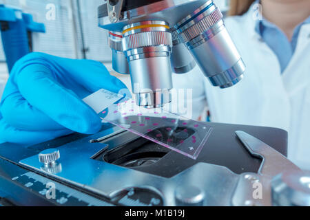 technician woman works with in genetic lab with biological materials Stock Photo