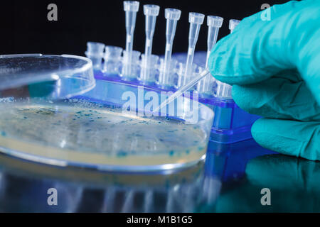 Scientist hand picks up bacterial colonies for cloning of transgenic vector into plasmid DNA