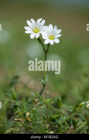 Cerastium arvense ssp. Arvense,Acker-Hornkraut,Field chickweed Stock Photo