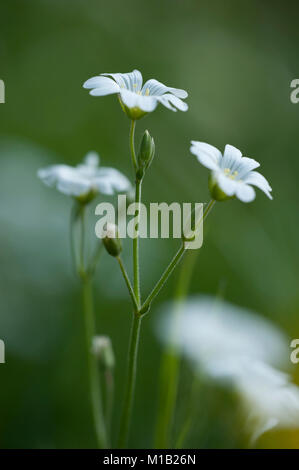 Cerastium arvense ssp. arvense,Acker-Hornkraut,Field chickweed Stock Photo