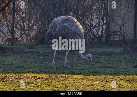 Young ostrich walking on  the farmyard and look for green grass, Sofia, Bulgaria Stock Photo