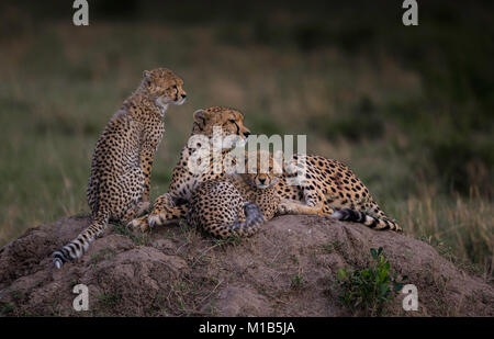 Cheetah Family Portrait, Masai Mara, Kenya Stock Photo