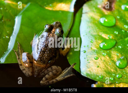 A young American bullfrog on a lily pad, in pond in southwest Alabama. The frog still has his tadpole tail. Lithobates catesbeianus, Rana catesbeiana, Stock Photo