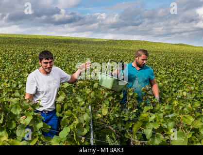 Verzy, France - September 10, 2017: Harvest of Pinot Noir grapes in the Champagne region with male workers in the vineyard. Stock Photo