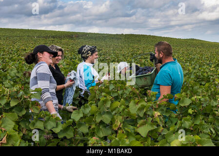 Verzy, France - September 10, 2017: Harvest of Pinot Noir grapes in the Champagne region with female and male workers in the vineyard. Stock Photo