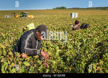 Trepail, France - August11, 2017: Harvest in the vineyards with workers in the Champagne region with fields of pinot noir grapes. Stock Photo