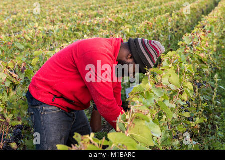 Trepail, France - August11, 2017: Worker in the vineyard  in the Champagne region with fields of pinot noir grapes. Stock Photo