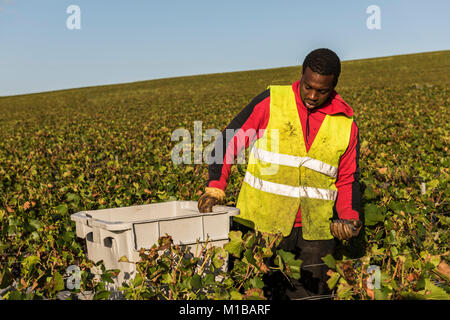 Trepail, France - August11, 2017: Harvest in the vineyards with worker with crate in the Champagne region with fields of pinot noir grapes. Stock Photo