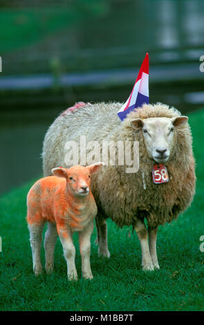 The Netherlands. Marken. Annual festival Kingsday 27 April. Sheep painted in national color orange and Dutch flag. Stock Photo