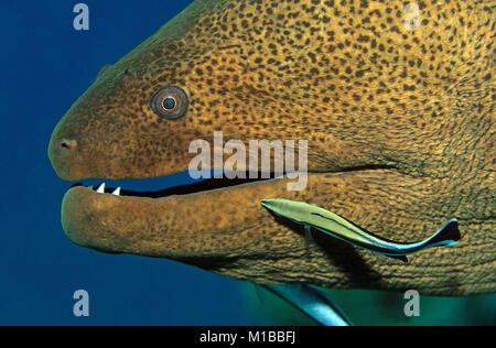 Cleaning station, Bluestreak cleaner wrasse (Labroides dimidiatus) cleans a Giant moray (Gymnothorax javanicus), Hurghada, Egypt, Red Sea Stock Photo