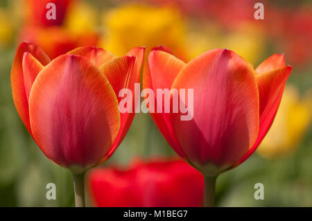 Tulpe - tulipa - tulip Stock Photo
