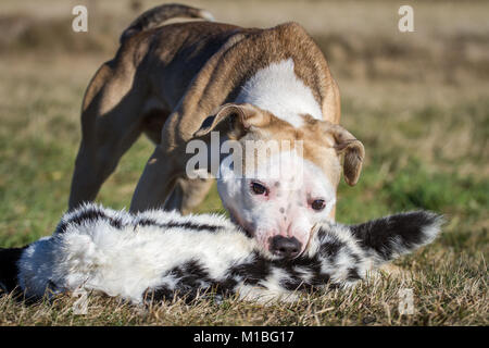 Dog eating a rabbit, raw dog feeding prey model Stock Photo