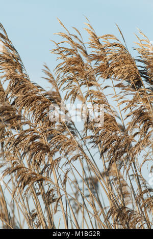 The marsh reed (Phragmites australis) is a perennial herbaceous plant ...