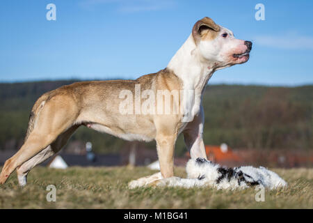 Dog eating a rabbit, raw dog feeding prey model Stock Photo
