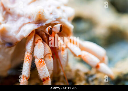 Hermit crab close-up