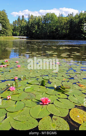 Colorful landscape of a small pond with waterlilies and a white bridge on the background. Focus on the front of the image. Stock Photo