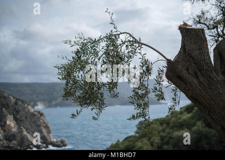 Olive Branch Stock Photo