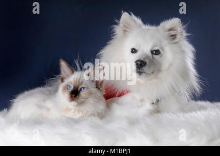 Ragdoll cat, kitten and Japanese Spitz, male, sitting next to each other on fur, studio shot Stock Photo