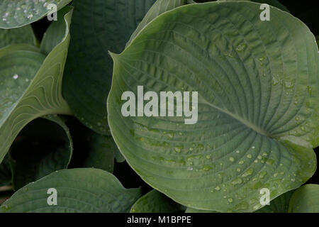 Detail of a costa plant Stock Photo
