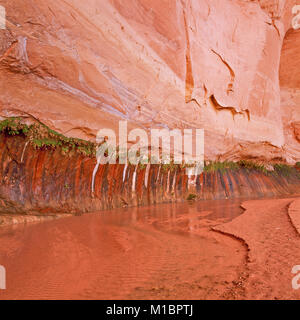 Seeping Ground Spring Spring water seeping from the cliff into stone basins in Ifonche, Adeje ...