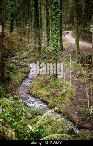 Cardinham Woods in Cornwall - a small river stream flowing through Cardinham Woods in Bodmin Cornwall. Stock Photo