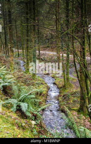 Cardinham Woods in Cornwall - a stream flowing through Cardinham Woods in Bodmin Cornwall. Stock Photo