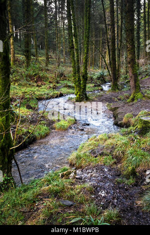 Cardinham Woods in Cornwall - a stream flowing through Cardinham Woods in Bodmin Cornwall. Stock Photo