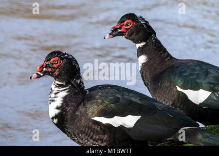 Two Muscovy Ducks Cairina moschata. Stock Photo