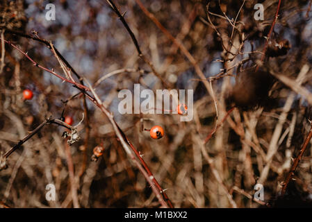 Beach Rose (Rosa rugosa) - thorny bush of dried red wild berries in winter in Canada. Stock Photo