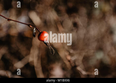 Beach Rose (Rosa rugosa) - thorny bush of dried red wild berries in winter in Canada - close-up of one berry. Stock Photo
