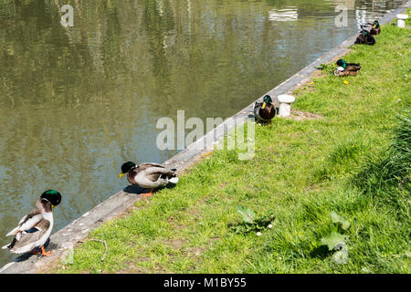 Several  mallard ducks (Anas platyrhynchos) on the bank of the Kennet & Avon canal near caen hill flight Stock Photo