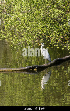 A grey heron (Ardea cinerea) at Caen Hill Locks Stock Photo