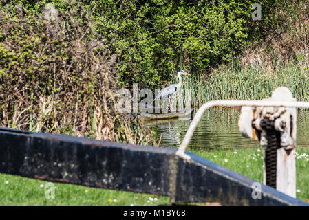 A grey heron (Ardea cinerea) at Caen Hill Locks with a lock in the foreground Stock Photo